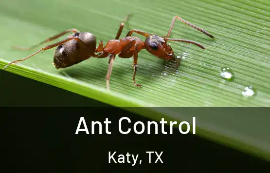  Ant Control Katy, TX