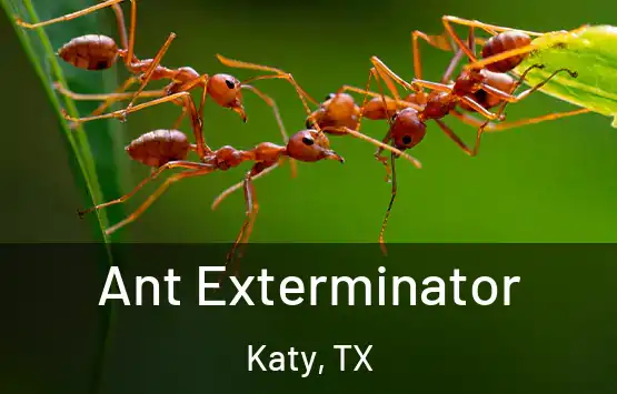  Ant Exterminator Katy, TX