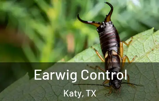  Earwig Control Katy, TX