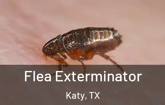  Flea Exterminator Katy, TX