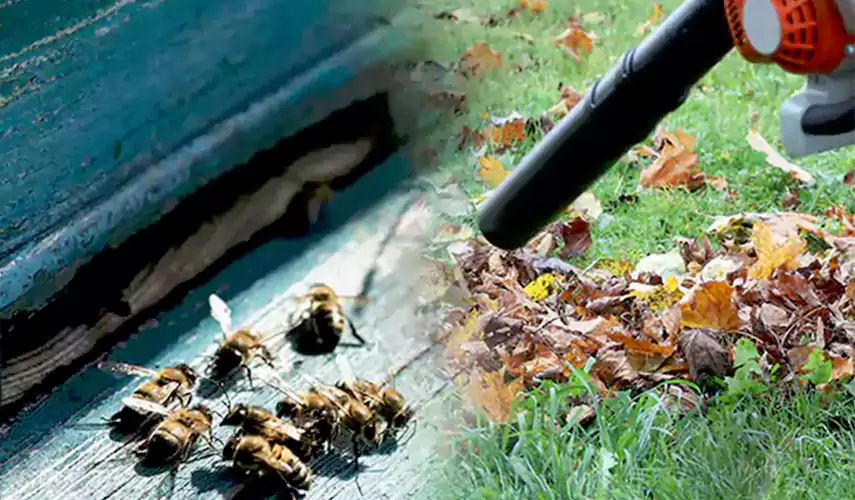 Wasps Pest Control Katy, TX