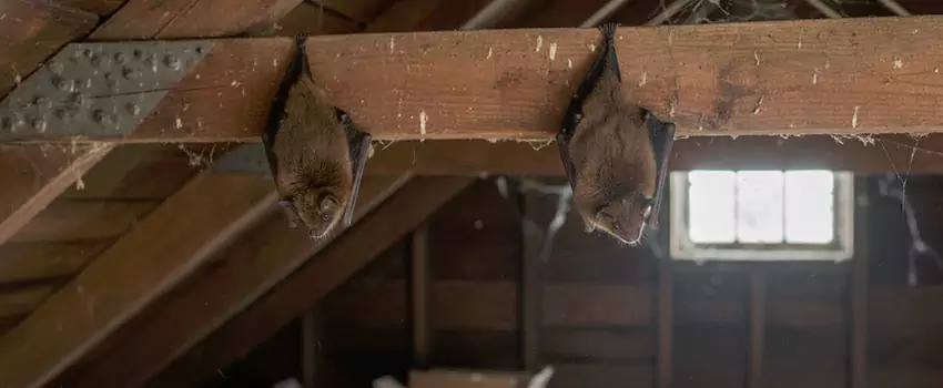 bat-exterminator in Katy, TX