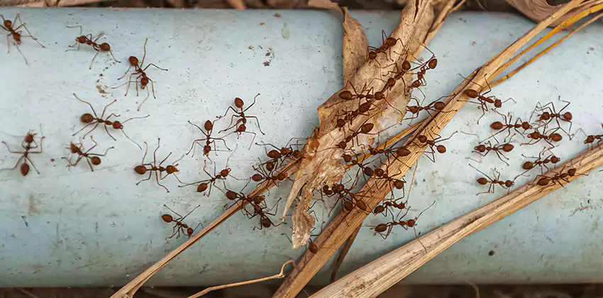 Fire Ant Extermination in Yards, Parks, and Outdoor Spaces Katy, TX