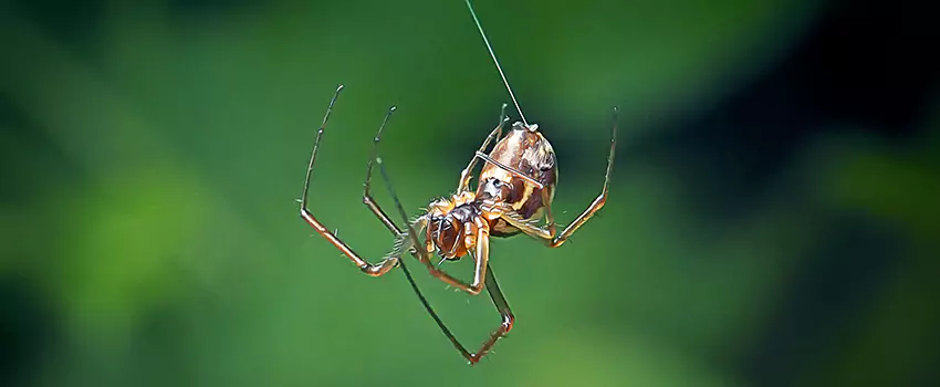Spider and Mosquito Control Solutions Katy, TX