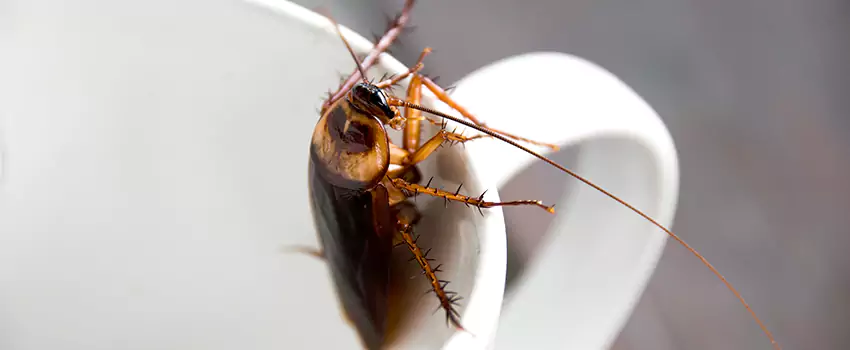 cockroach-treatment in Katy, TX