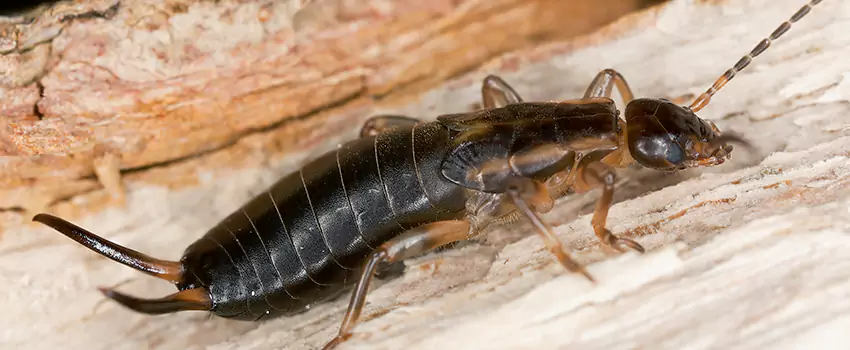 earwig-control in Katy, TX
