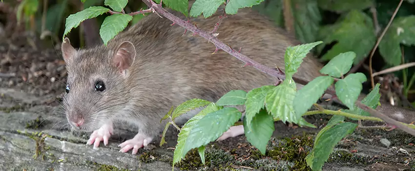 mice-control in Katy, TX