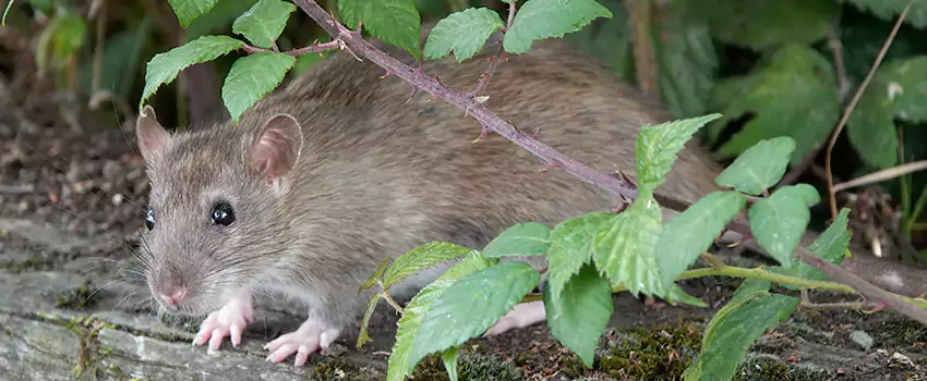 mouse-control in Katy, TX