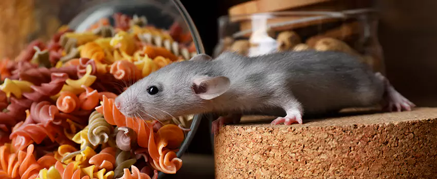 mouse-exterminator in Katy, TX