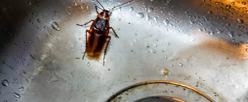 roach-control in Katy, TX