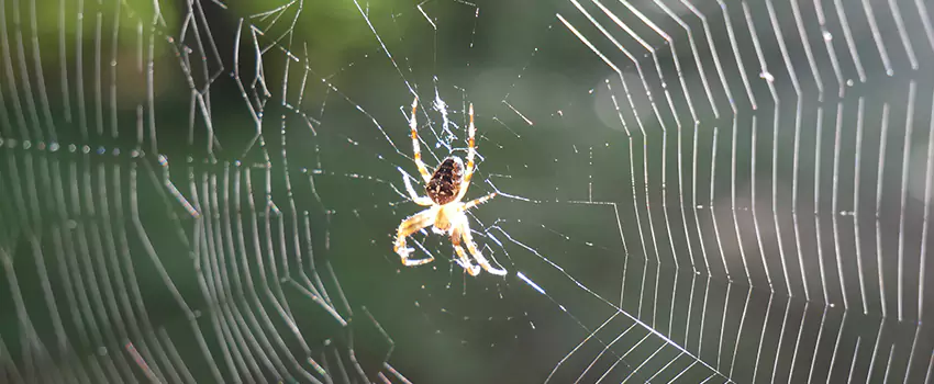 spider-pest-control in Katy, TX