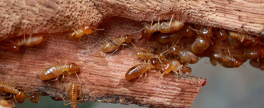 termite-treatment in Katy, TX