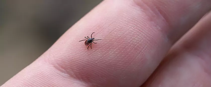 tick-control in Katy, TX