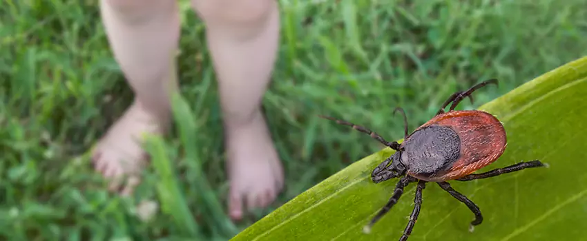tick-treatment-for-yard in Katy, TX
