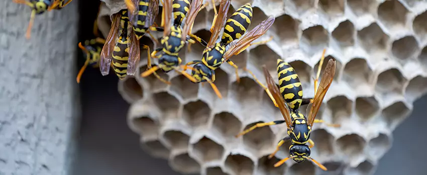 wasp-pest-control in Katy, TX