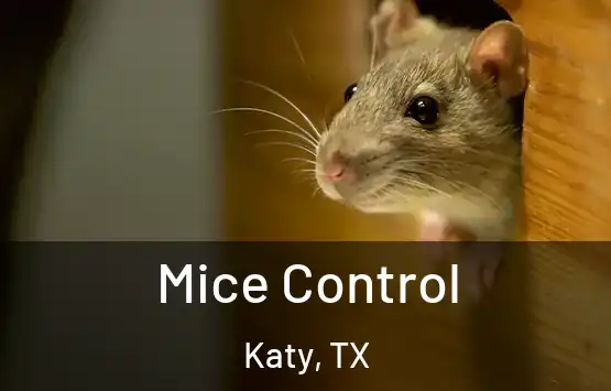  Mice Control Katy, TX