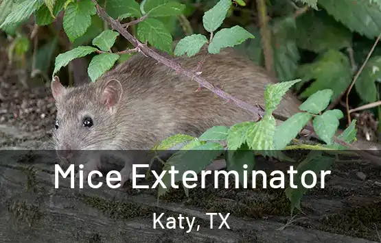  Mice Exterminator Katy, TX