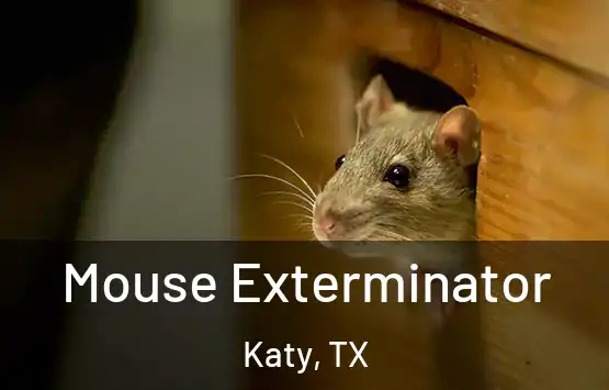  Mouse Exterminator Katy, TX