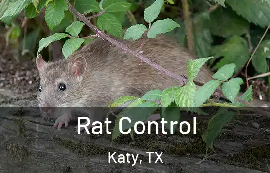  Rat Control Katy, TX