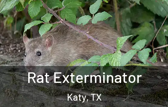  Rat Exterminator Katy, TX