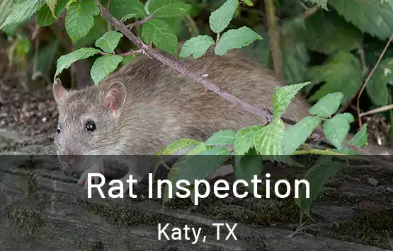  Rat Inspection Katy, TX