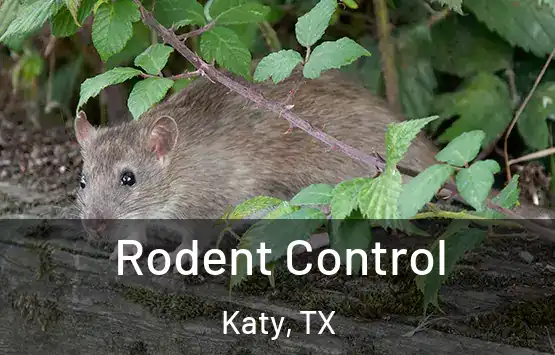  Rodent Control Katy, TX