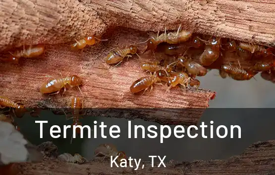  Termite Inspection Katy, TX