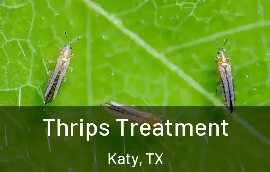  Thrips Treatment Katy, TX