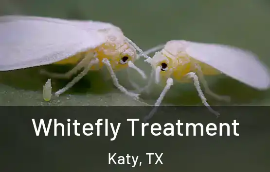  Whitefly Treatment Katy, TX